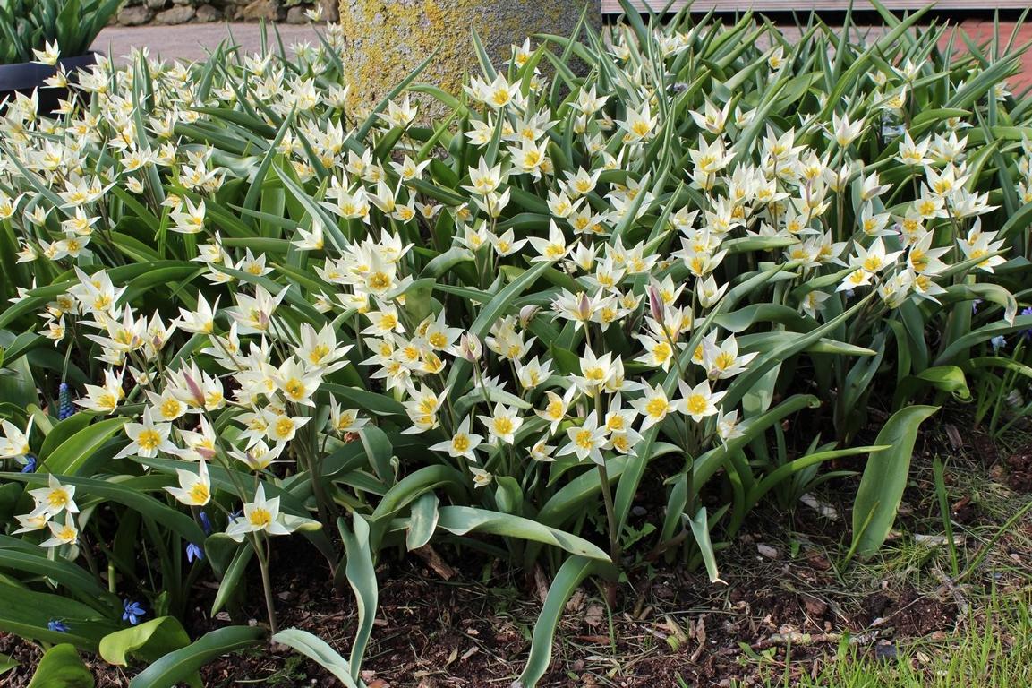 Tulipa turkestanica 7/+