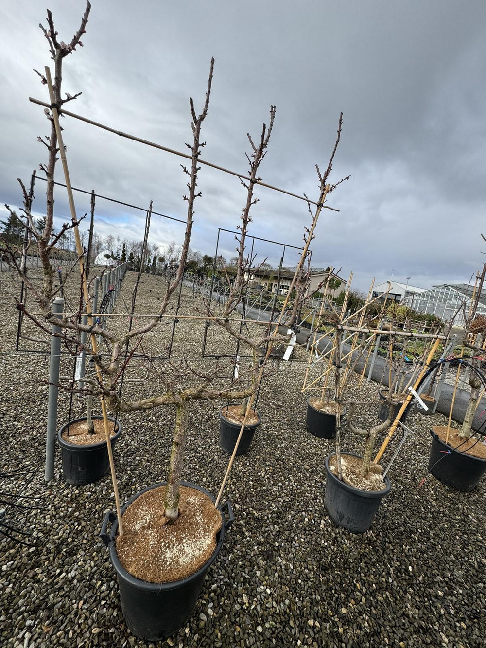 Prunus armeniaca 'Luizet'