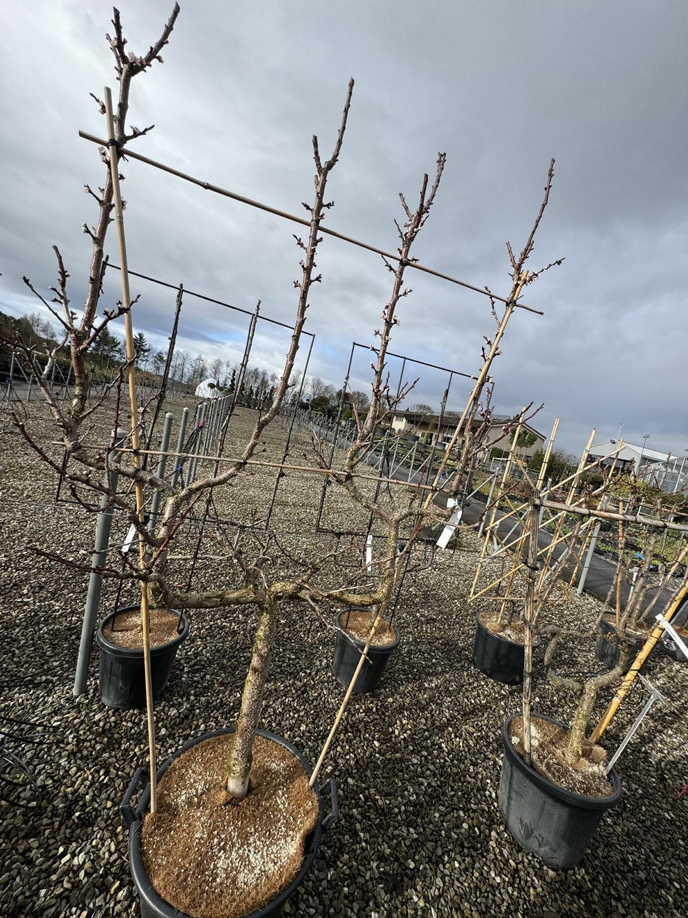 Prunus armeniaca 'Luizet'