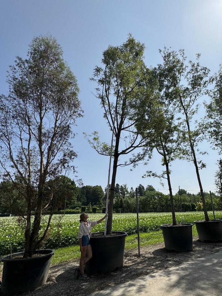 Quercus castaneifolia