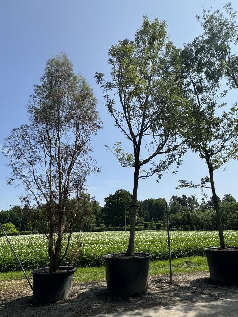 Quercus castaneifolia