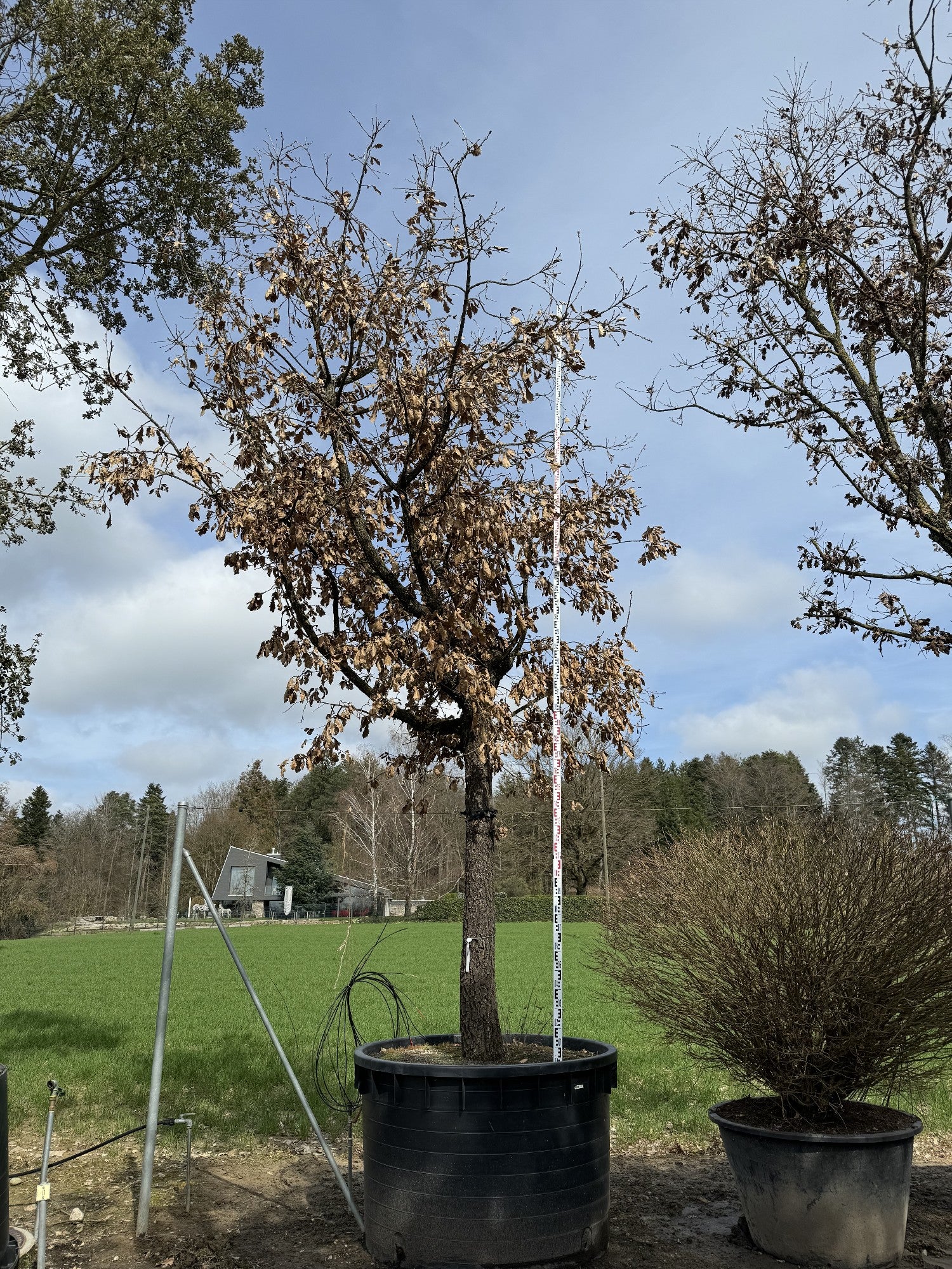 Quercus pubescens