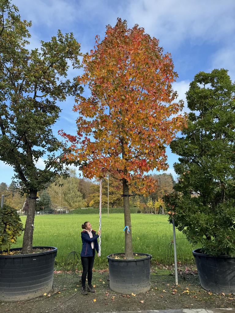 Liquidambar styraciflua