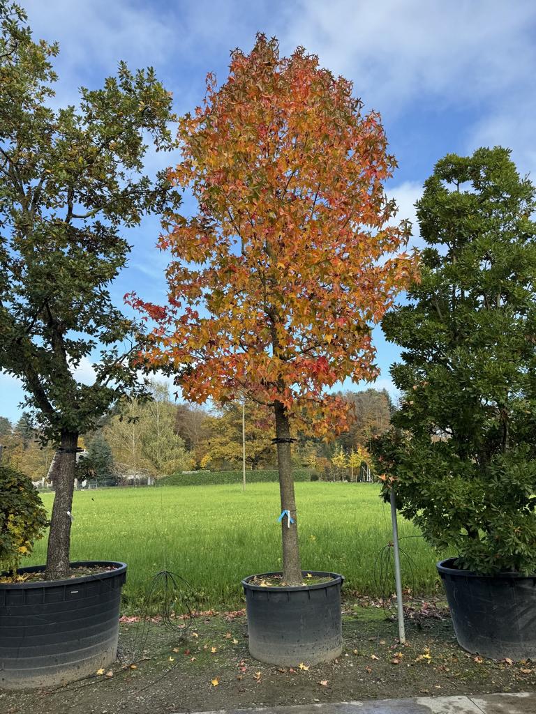 Liquidambar styraciflua