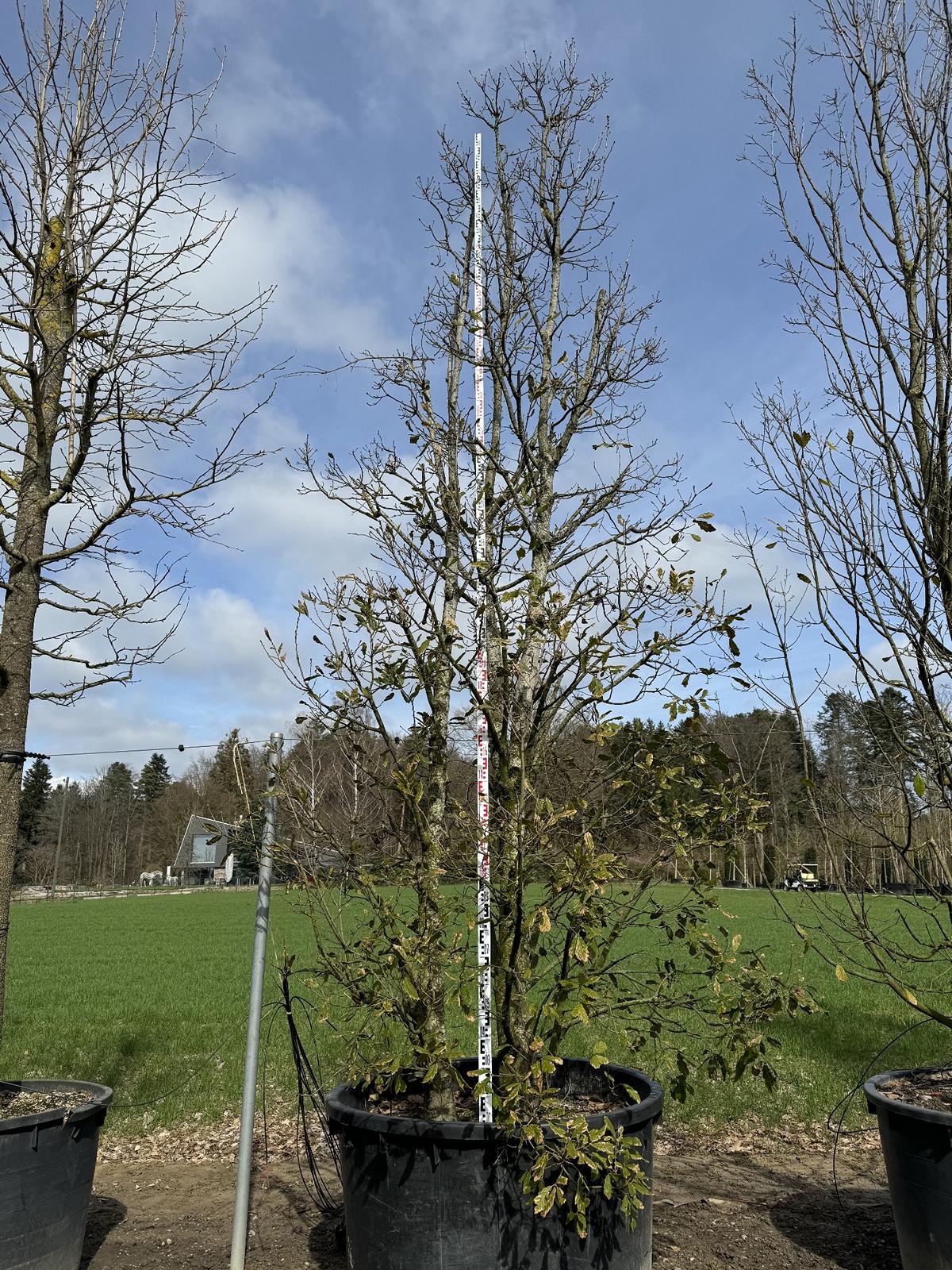 Quercus turneri (x) 'Pseudoturneri'