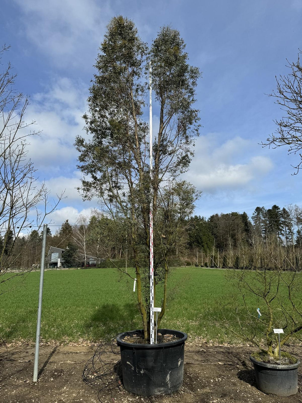 Eucalyptus gunnii 'France Bleue'