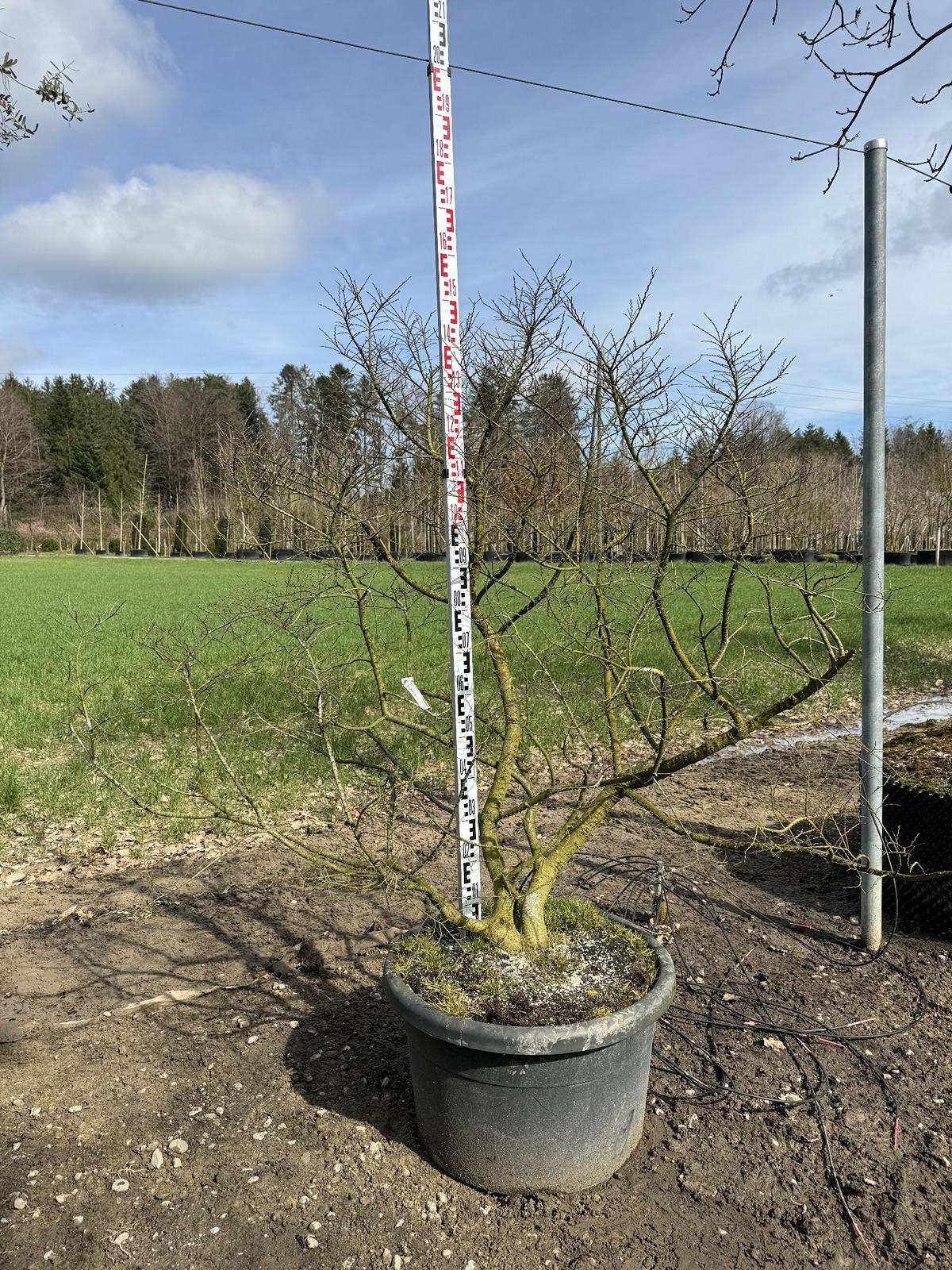 Ulmus minor 'Jacqueline Hillier' Altersform