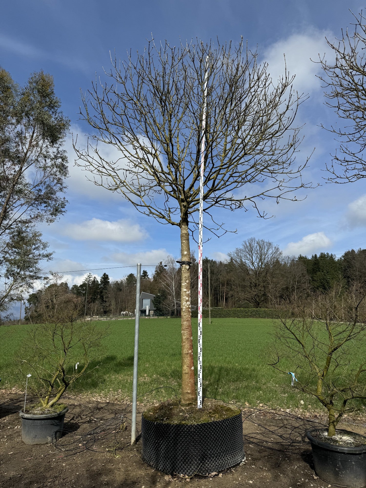 Fraxinus ornus 'Mecsek'