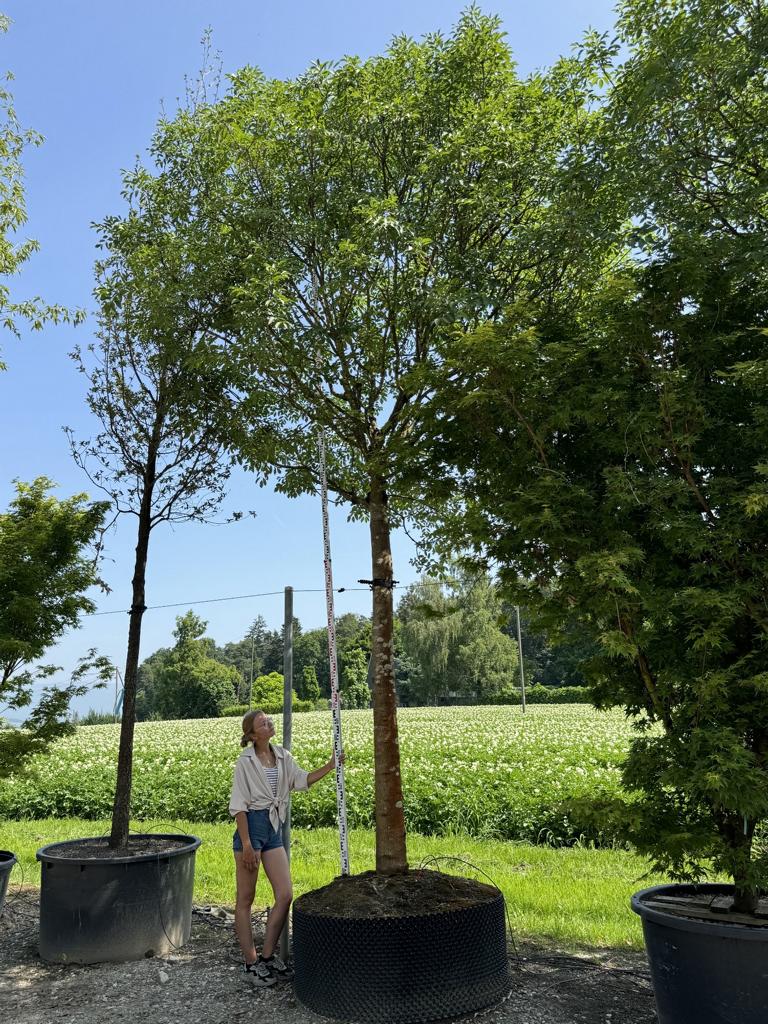 Fraxinus ornus 'Mecsek'