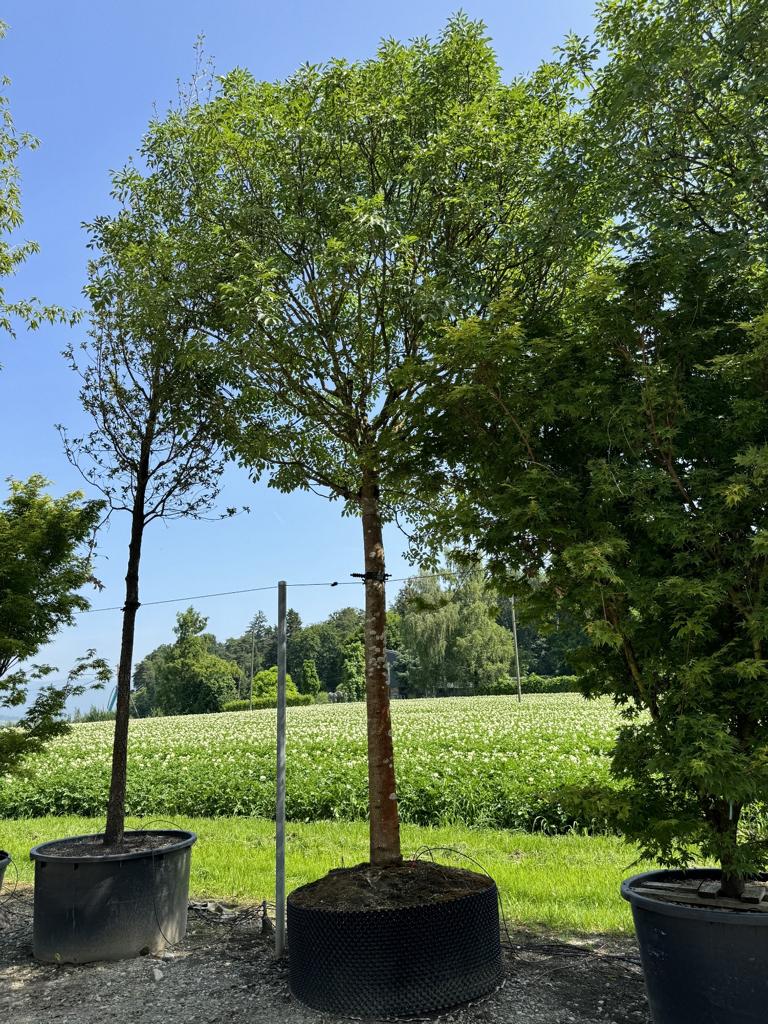Fraxinus ornus 'Mecsek'