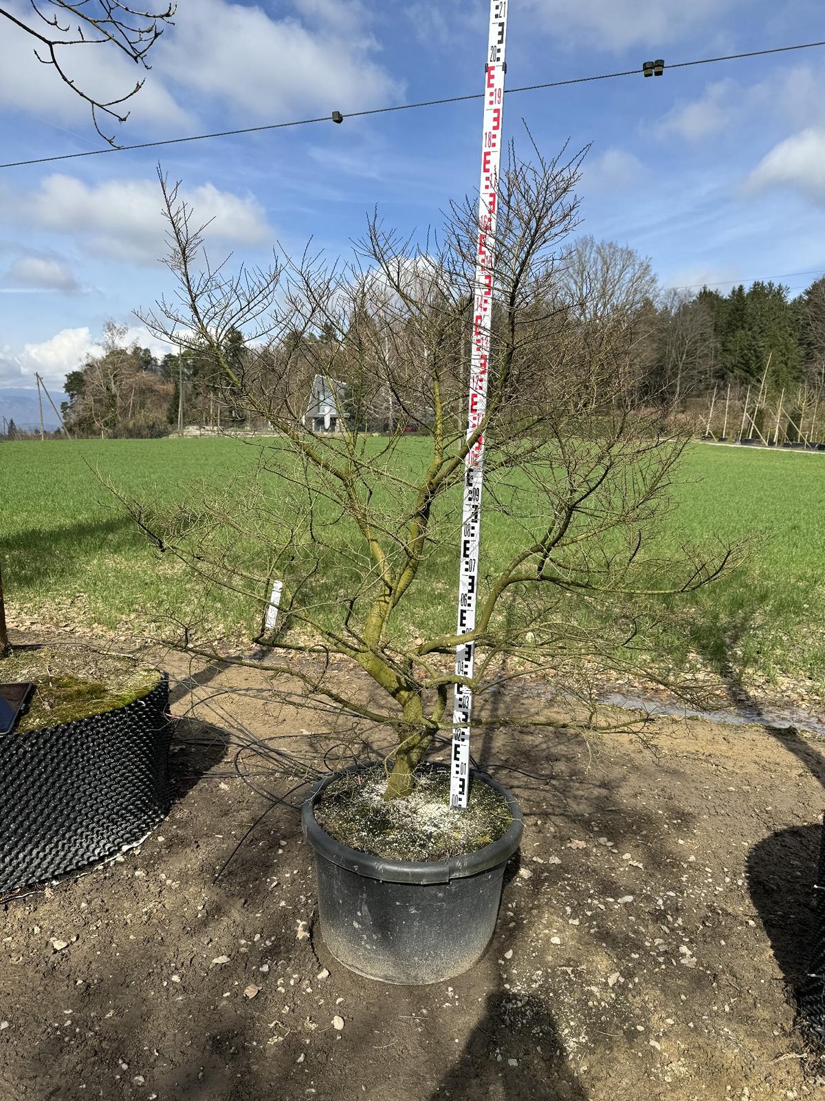 Ulmus minor 'Jacqueline Hillier' Altersform