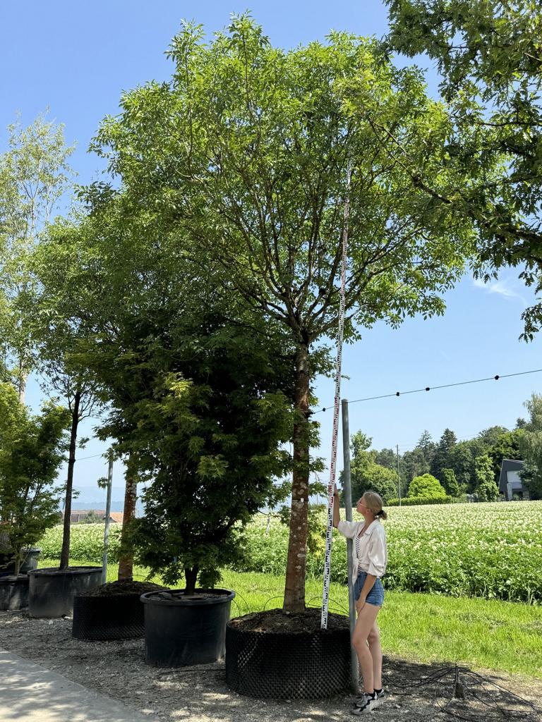 Fraxinus ornus 'Mecsek'