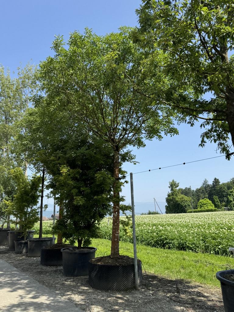 Fraxinus ornus 'Mecsek'