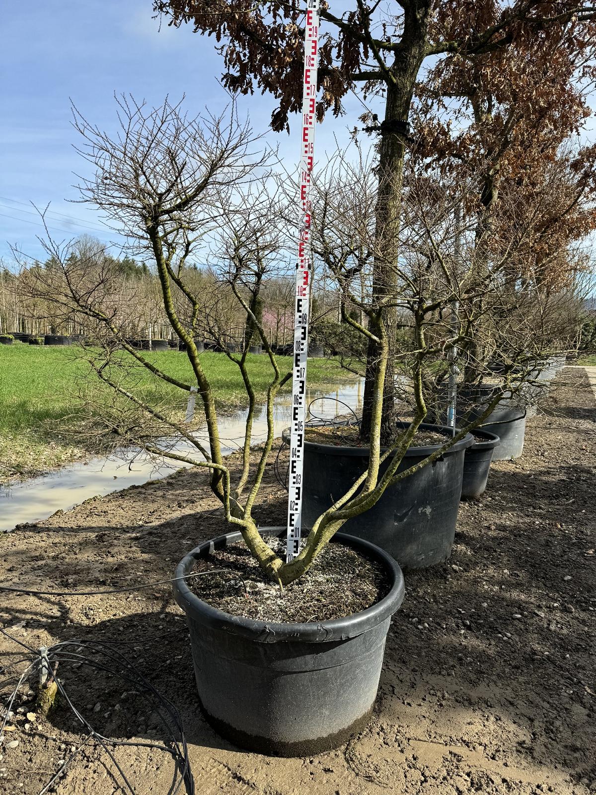 Ulmus minor 'Jacqueline Hillier' Altersform