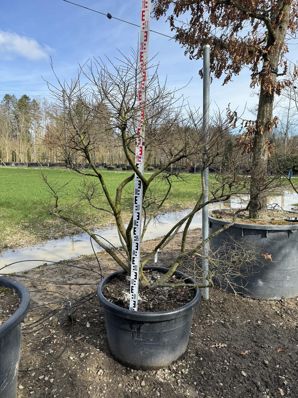 Ulmus minor 'Jacqueline Hillier' Altersform