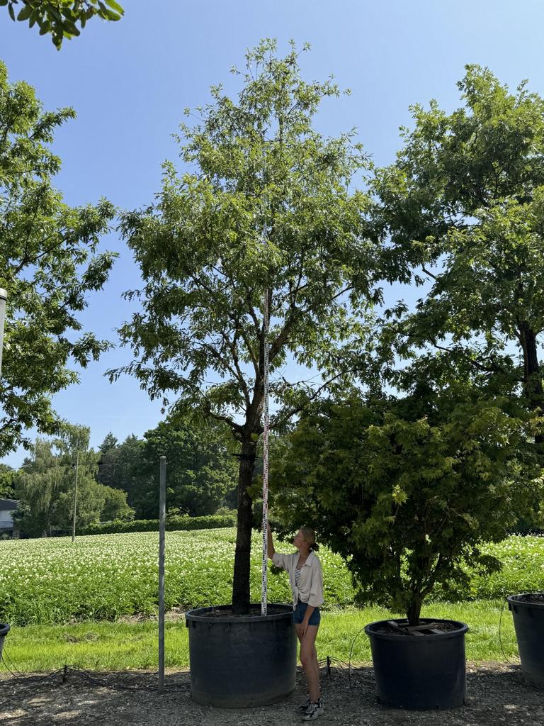 Quercus cerris