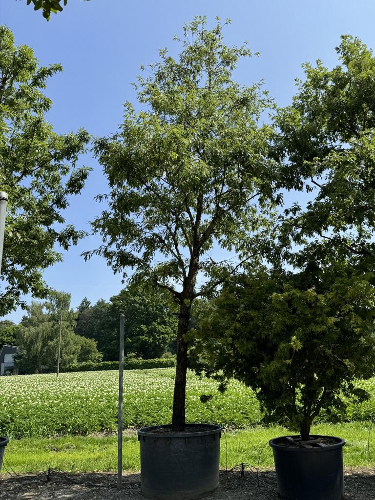 Quercus cerris