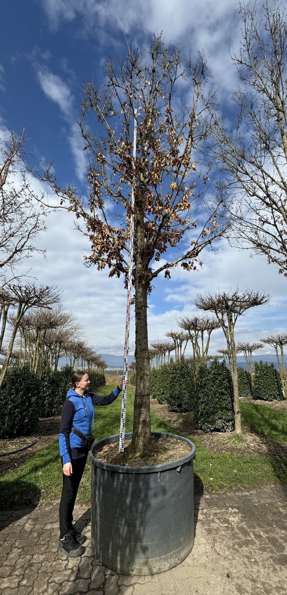 Quercus cerris