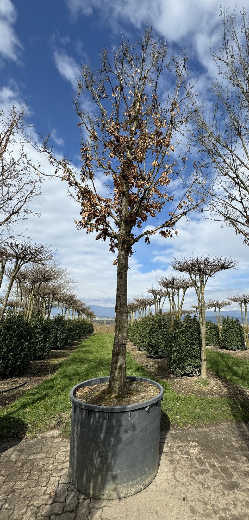 Quercus cerris