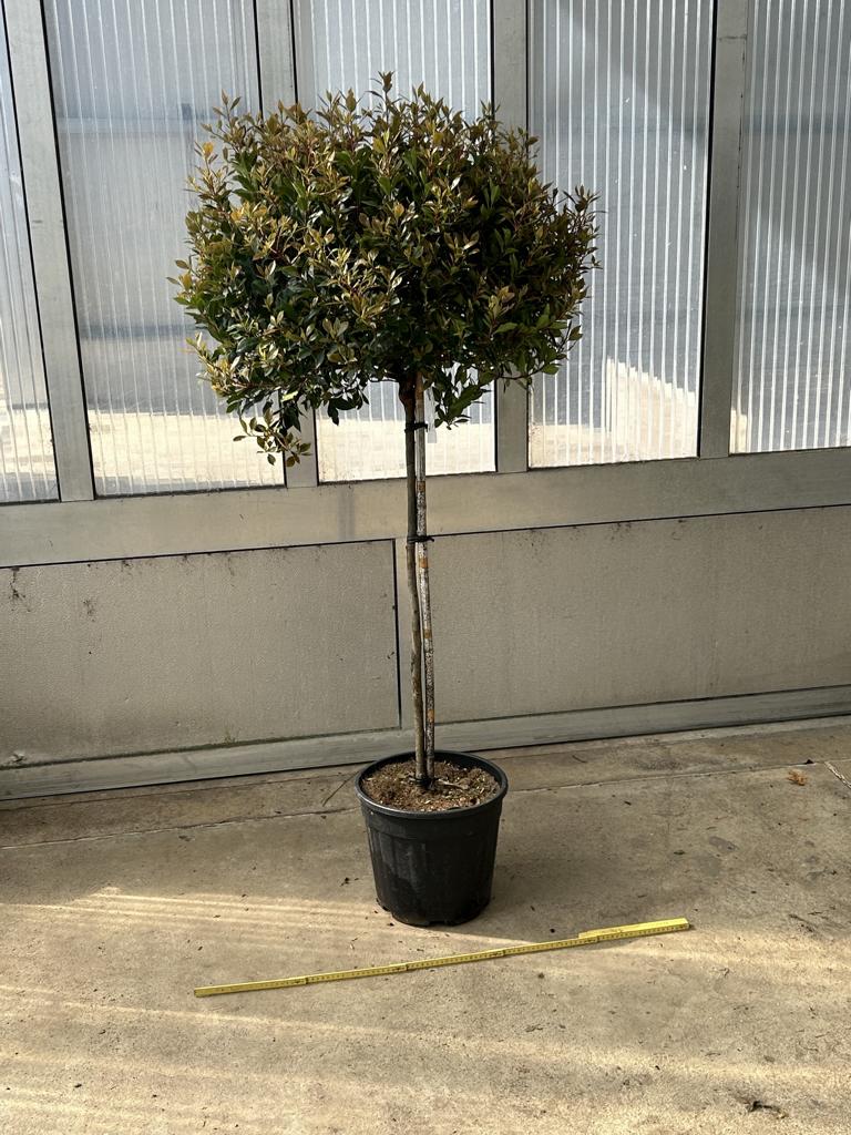 Photinia fraseri (x) 'Chico'