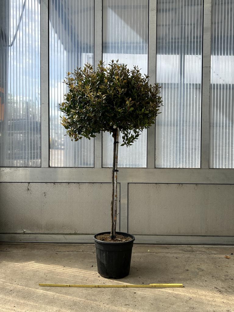 Photinia fraseri (x) 'Chico'