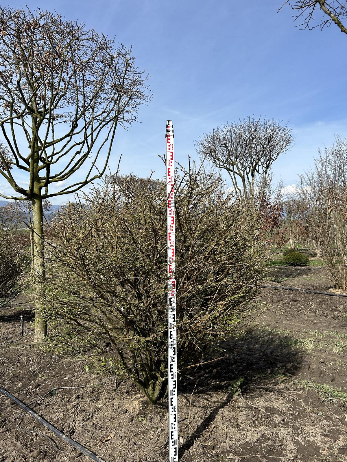 Euonymus alatus Kugel