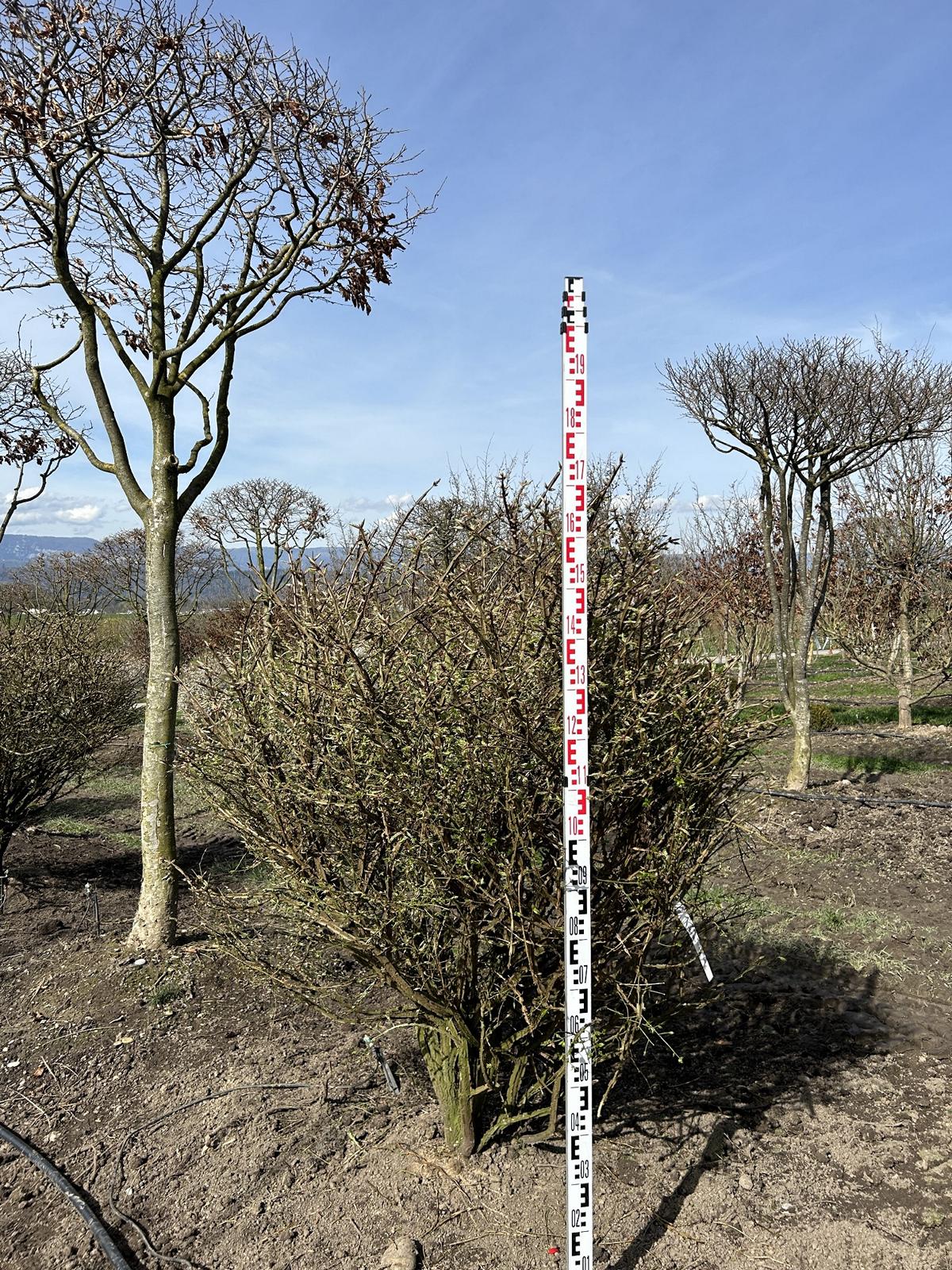 Euonymus alatus Kugel