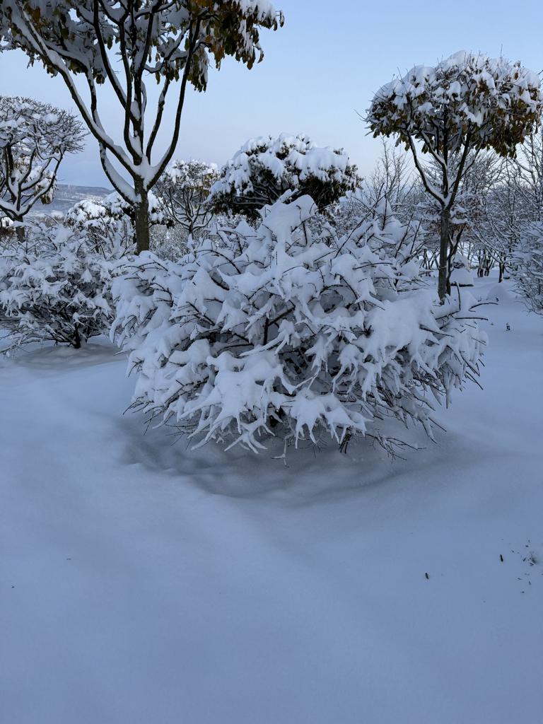 Euonymus alatus Kugel
