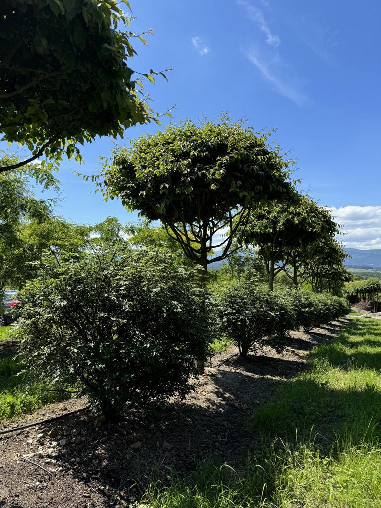 Euonymus alatus Kugel