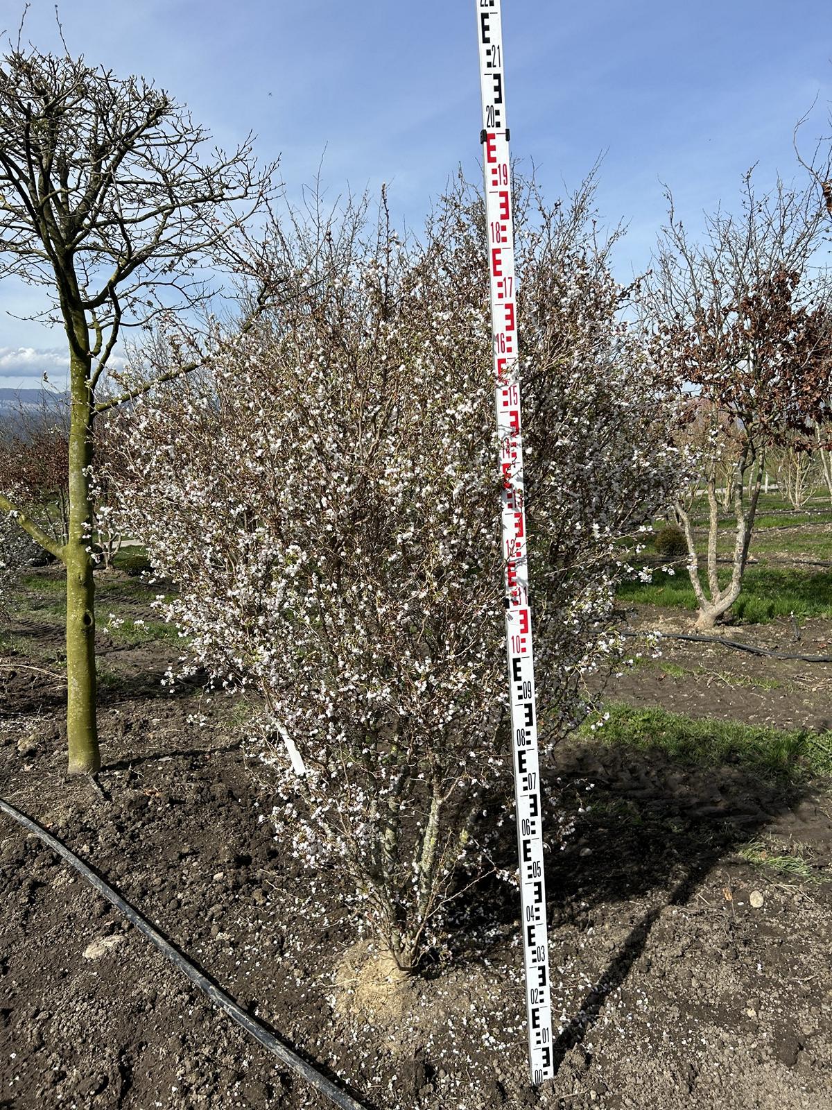 Prunus incisa 'Kojou-no-mai'