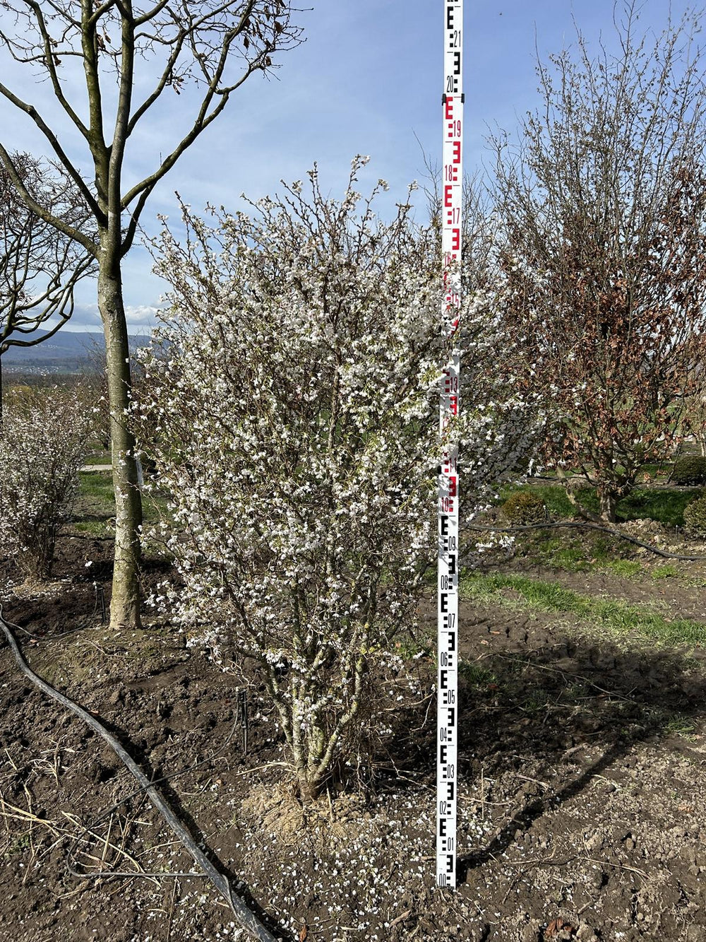 Prunus incisa 'Kojou-no-mai'