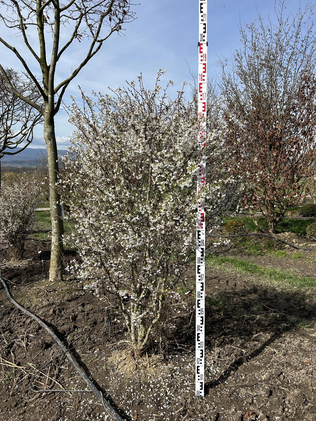 Prunus incisa 'Kojou-no-mai'