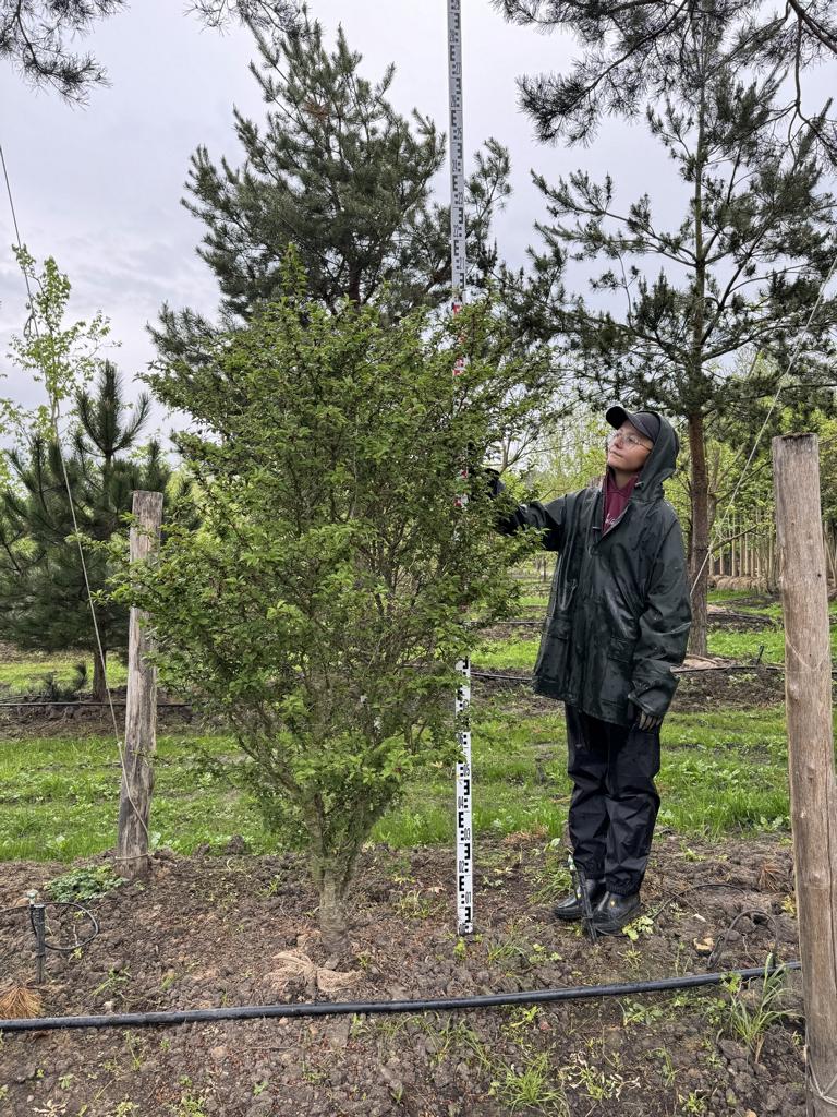 Prunus incisa 'Kojou-no-mai'