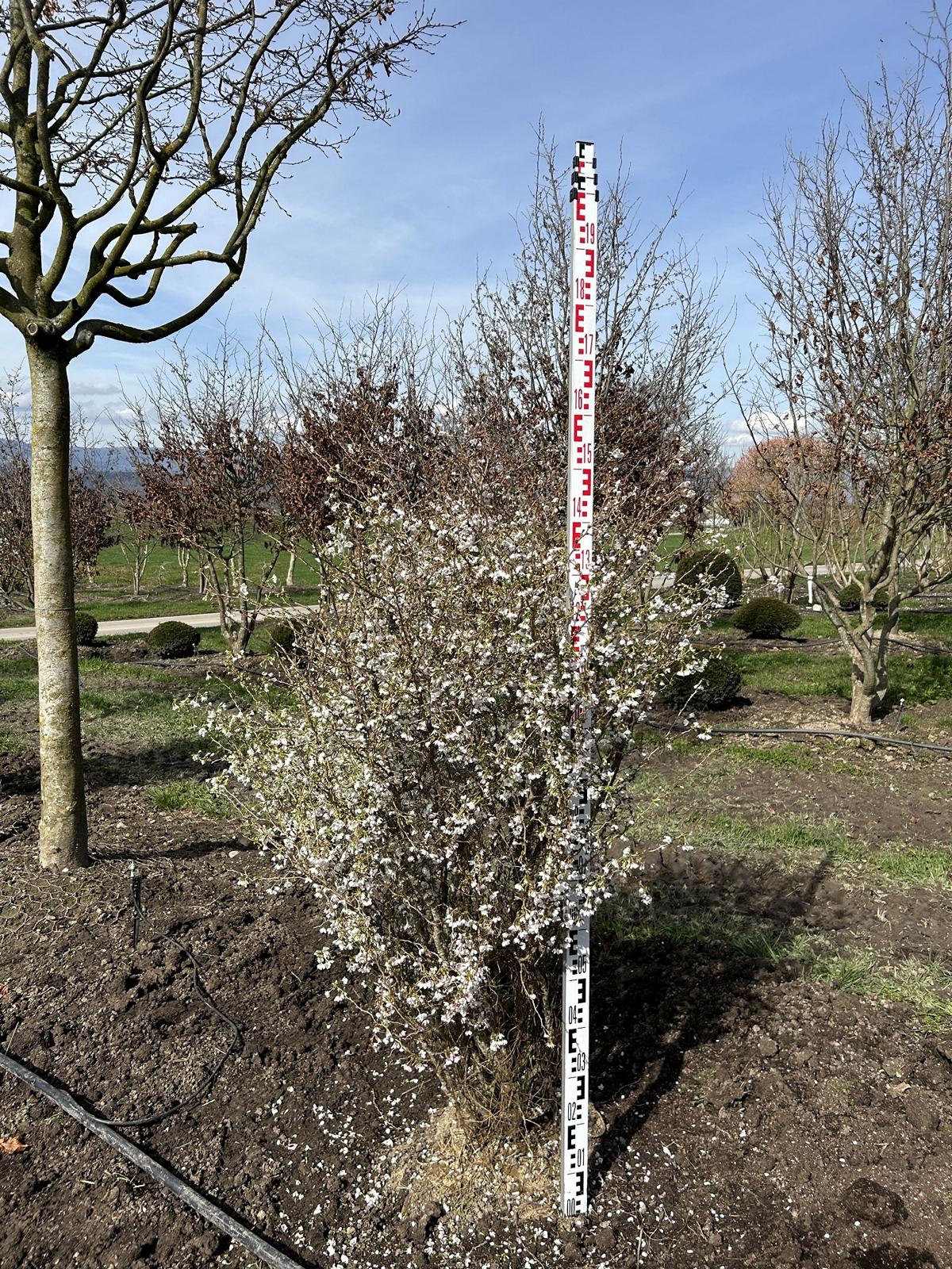 Prunus incisa 'Kojou-no-mai'