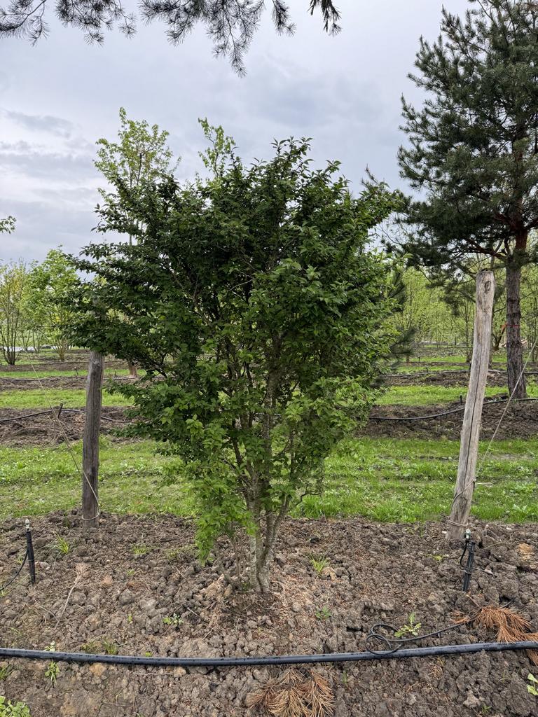 Prunus incisa 'Kojou-no-mai'