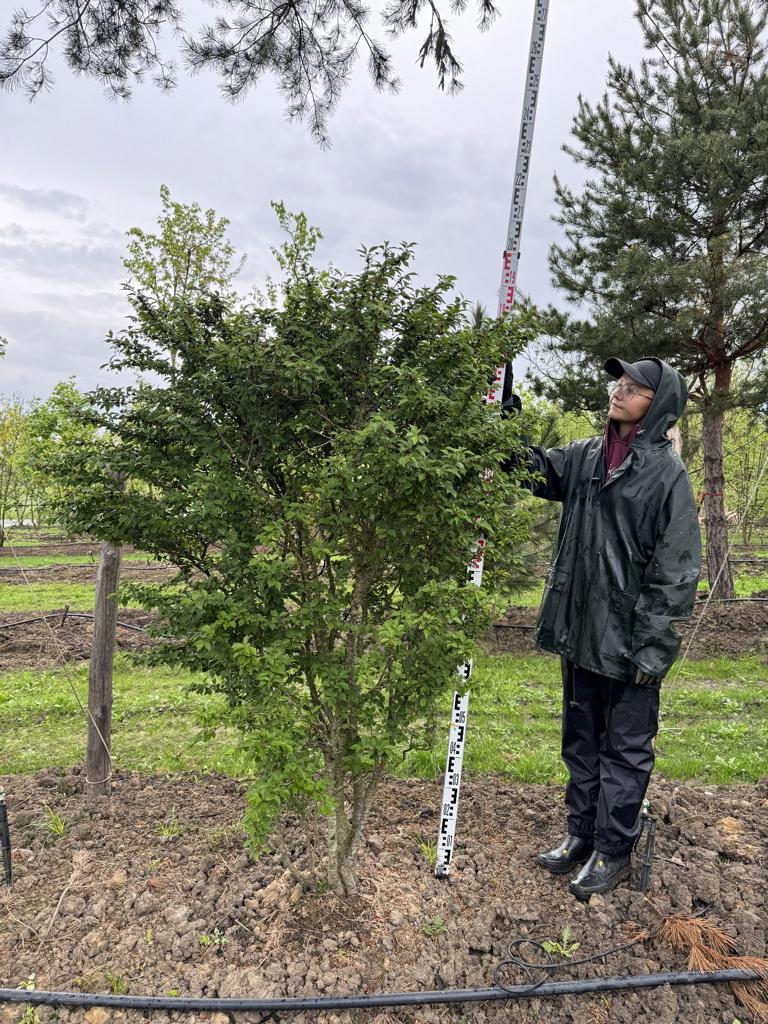 Prunus incisa 'Kojou-no-mai'