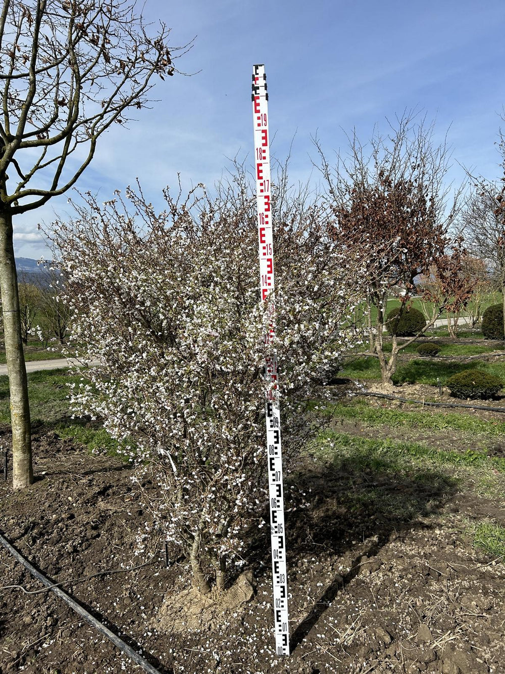 Prunus incisa 'Kojou-no-mai'