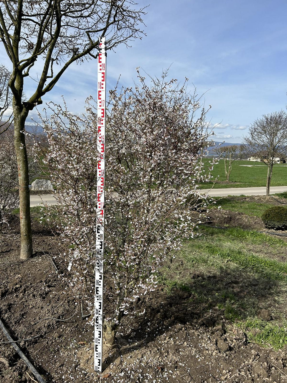 Prunus incisa 'Kojou-no-mai'