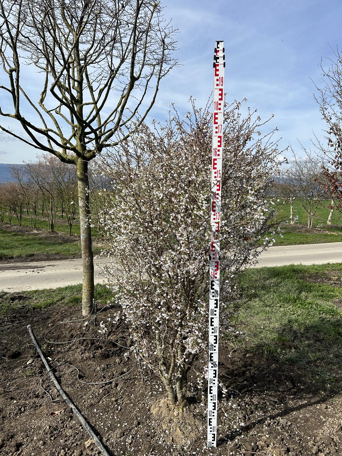 Prunus incisa 'Kojou-no-mai'