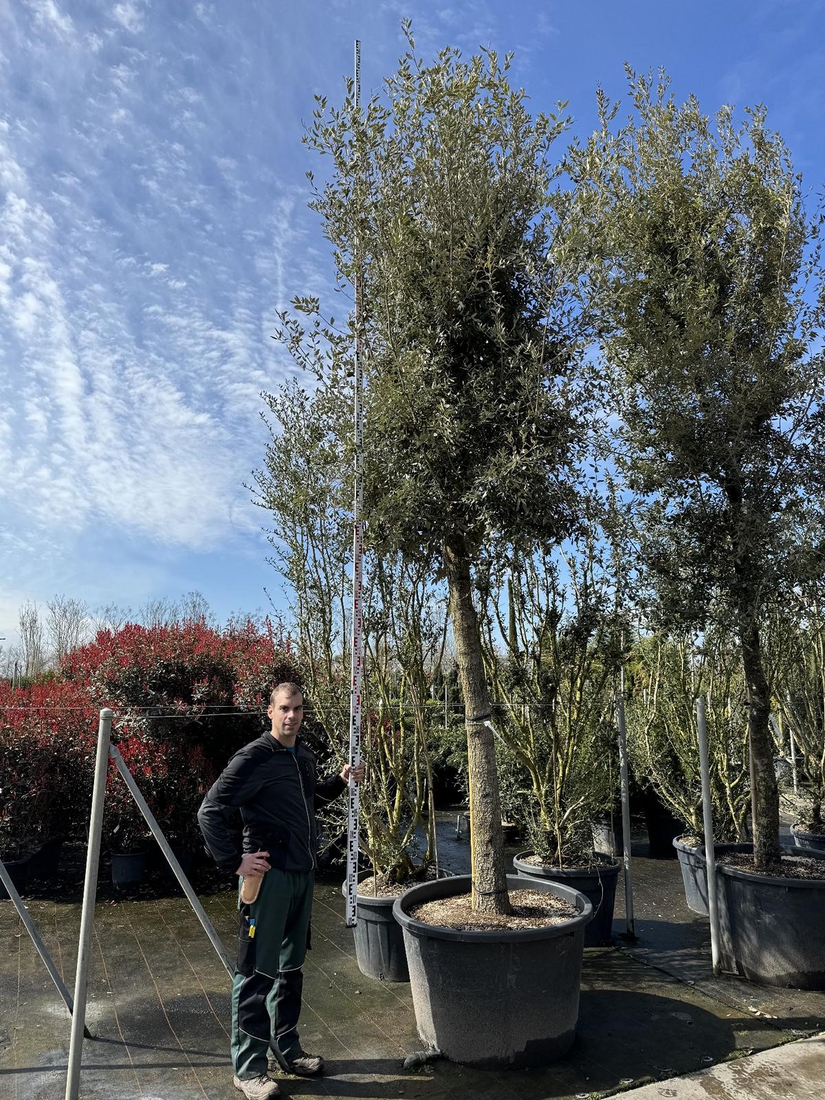 Quercus ilex