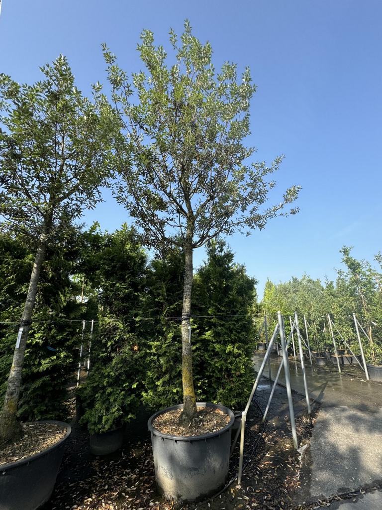 Quercus ilex