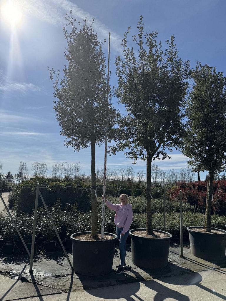 Quercus ilex