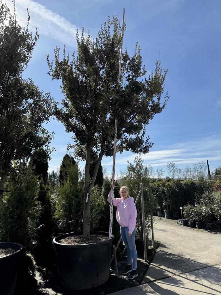 Quercus ilex Pilzform