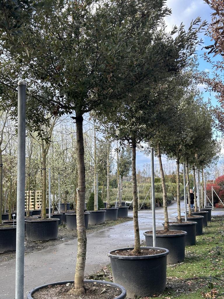 Quercus bivoniana