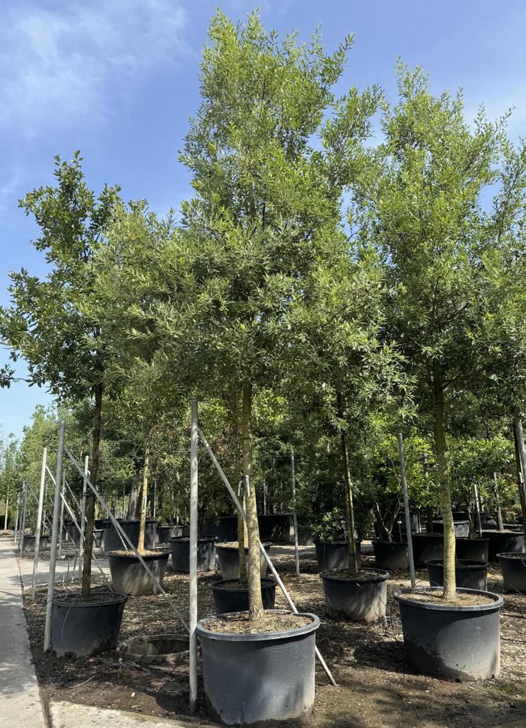 Quercus bivoniana