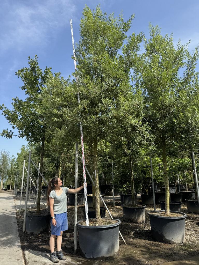 Quercus bivoniana