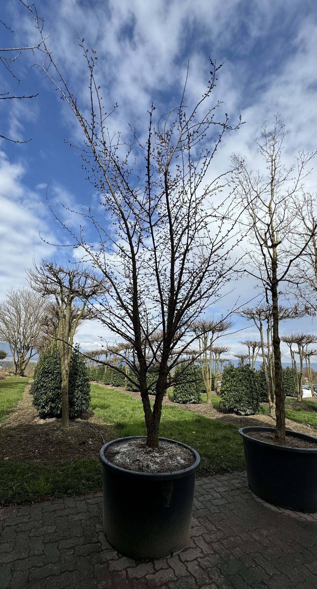 Ulmus minor 'Supercork'