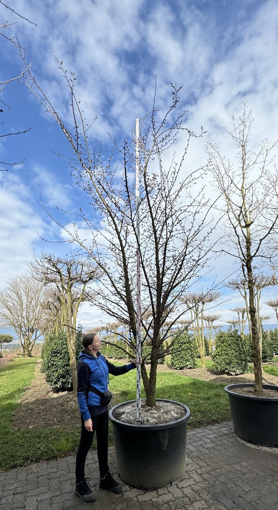 Ulmus minor 'Supercork'