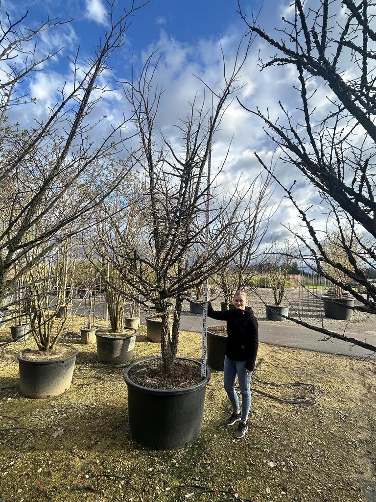 Ulmus minor 'Supercork'