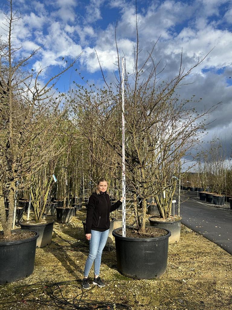 Ulmus minor 'Supercork'